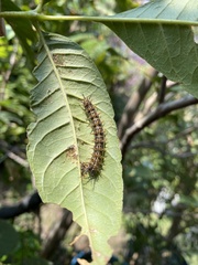Emesis mandana