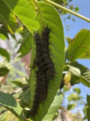 Emesis mandana