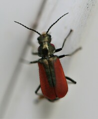 Malachius aeneus