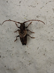 Pogonocherus hispidus