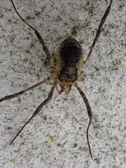 Oligolophus hanseni