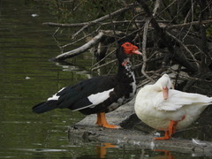 Anas platyrhynchos × Cairina moschata