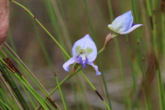 Disa purpurascens