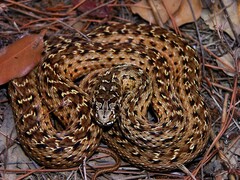 Malpolon monspessulanus