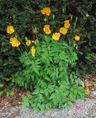 Papaver cambricum