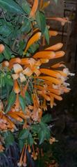 Pyrostegia