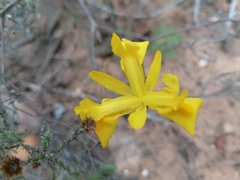 Moraea neglecta