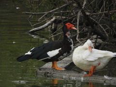 Anas platyrhynchos × Cairina moschata