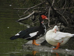 Anas platyrhynchos × Cairina moschata