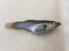 Poecilia mexicana