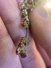 Artemisia californica
