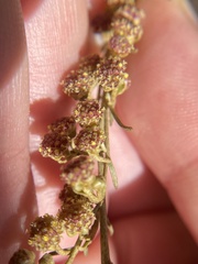 Artemisia californica