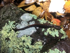 Plethodon angusticlavius