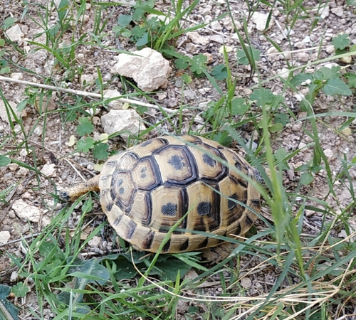 Greek Tortoise