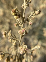 Artemisia californica