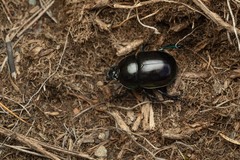 Trypocopris pyrenaeus