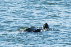 Dermochelys coriacea