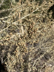 Artemisia californica