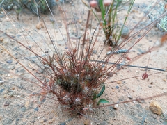 Pharnaceum aurantium