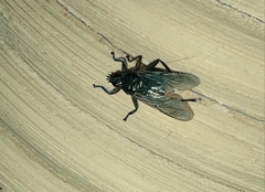 Pseudolynchia canariensis