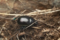 Trypocopris pyrenaeus