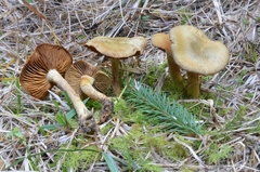 Cortinarius venetus