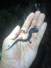 Plethodon albagula