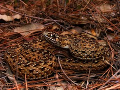 Malpolon monspessulanus