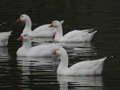 Anser anser domesticus