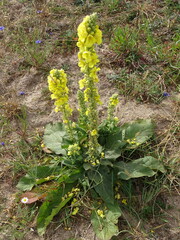 Verbascum phlomoides