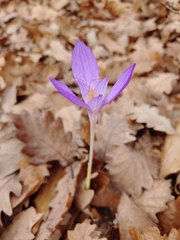 Crocus banaticus