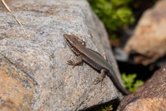 Iberolacerta bonnali