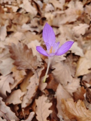 Crocus banaticus