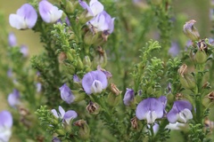 Psoralea aculeata