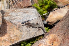 Iberolacerta bonnali