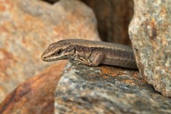 Iberolacerta bonnali