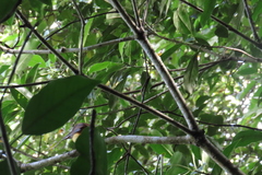 Attila spadiceus