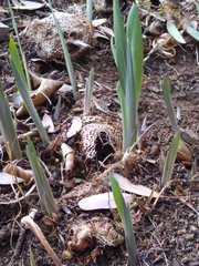 Chasmanthe floribunda