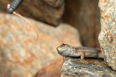Iberolacerta bonnali