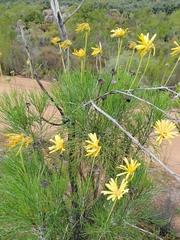 Euryops speciosissimus