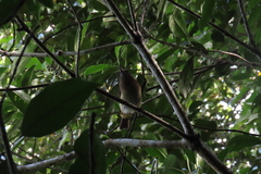 Attila spadiceus