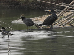 Phalacrocorax carbo sinensis