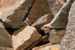 Iberolacerta bonnali