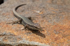 Iberolacerta bonnali