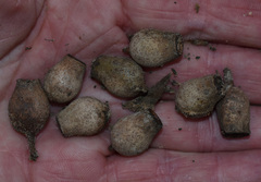 Corymbia clarksoniana