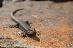 Iberolacerta bonnali