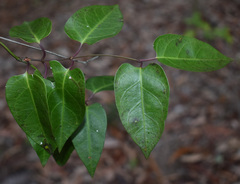 Vincetoxicum williamsii