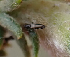 Phlaeothripidae