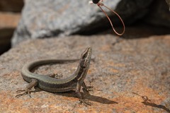 Iberolacerta bonnali