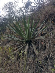 Furcraea andina